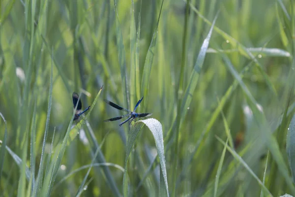 Demoiselle Azul Deitado Senta Luz Sol Manhã Uma Lâmina Grama — Fotografia de Stock