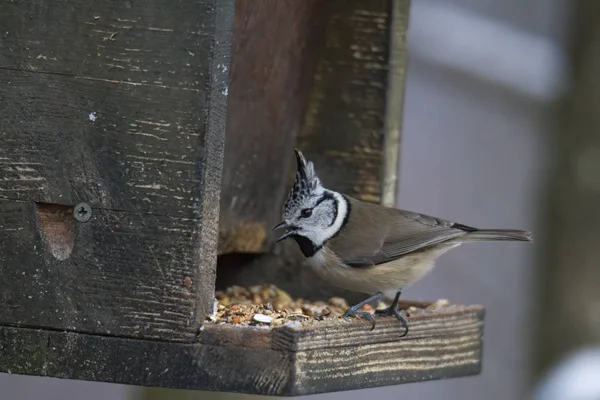 Nichon Sur Oiseau Maison Dans Forêt Sélectif Focus — Photo