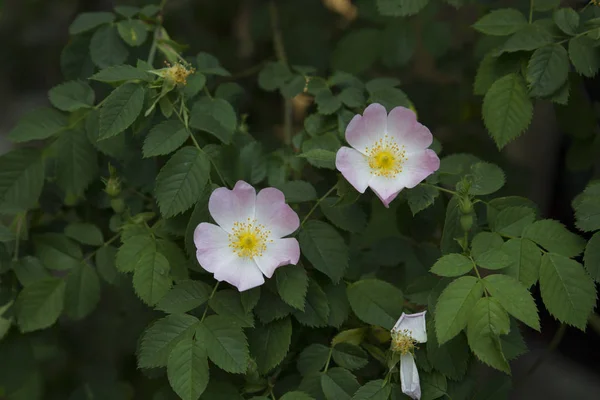 Wild Rose Flowers Branch Leaves — Stock Photo, Image