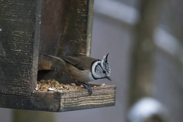 Nichons Sur Oiseau Maison Dans Forêt — Photo