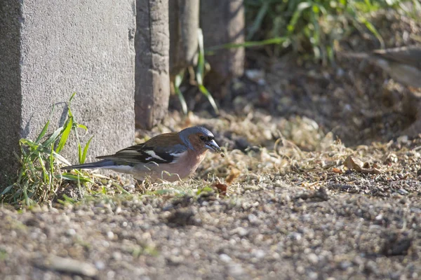 Chaffinch Στο Έδαφος Ψάχνει Για Φαγητό — Φωτογραφία Αρχείου