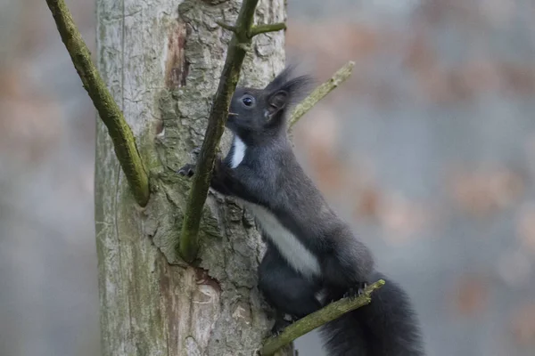 Ardilla Marrón Europea Abrigo Invierno Rama Bosque — Foto de Stock