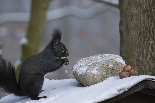 Braunhörnchen Wintermantel Wald — Stockfoto