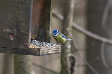 Kuş besleyicisi memeleri, seçici odak