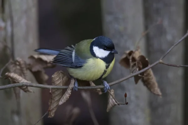 Great Tit Branch Selective Focus — Stock Photo, Image