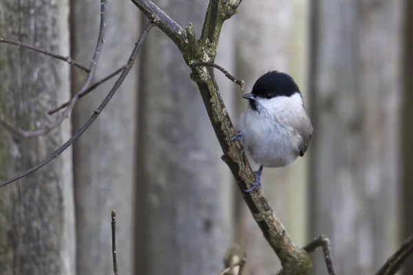 Close Tit Branch Selective Focus — Stockfoto