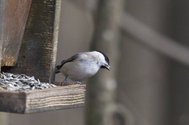 bir dalda söğüt memesi