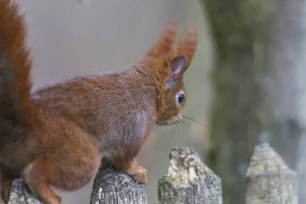 Europese Bruine Eekhoorn Winterjas Een Tak Het Bos — Stockfoto