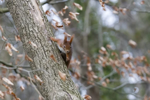 Braunhörnchen Wintermantel Auf Einem Ast Wald — Stockfoto