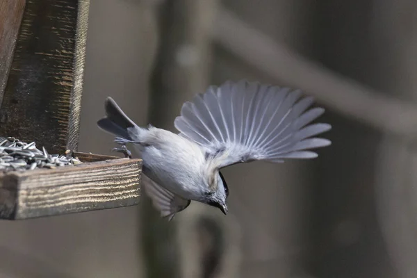 Saule Tit Sur Une Branche — Photo