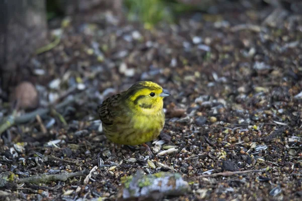 Sarı Çekiç orman zemininde yiyecek arıyor.