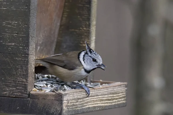 Tit Sur Une Branche Dans Forêt — Photo