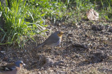 Robin yerdeki çitlerin önünde oturur ve yiyecek arar.
