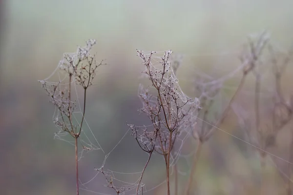 Gedroogde Zaden Van Weiden Met Dauwachtige Spinnenwebben Mist — Stockfoto
