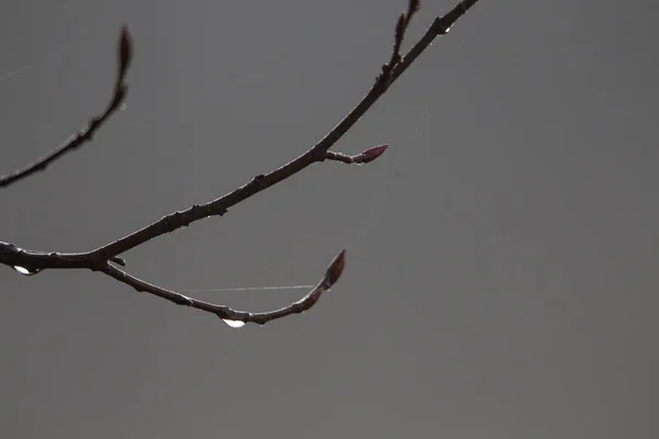 Ramas Húmedas Con Gotas Lluvia Otoño — Foto de Stock