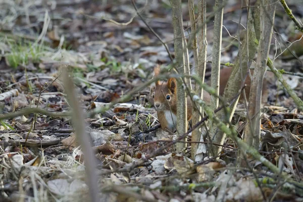 Braunhörnchen Wintermantel Auf Einem Ast Wald — Stockfoto