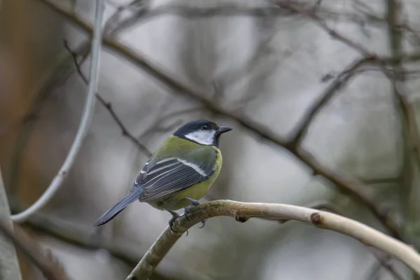 Gran Teta Una Rama Cerca Del Comedero Aves — Foto de Stock