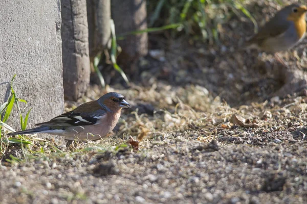 Chaffinch Sienta Frente Una Cerca Suelo Busca Comida — Foto de Stock