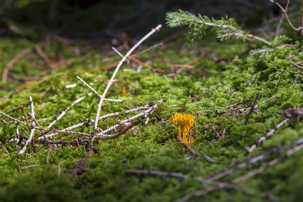 Champignons Leur Emplacement Naturel Dans Forêt — Photo