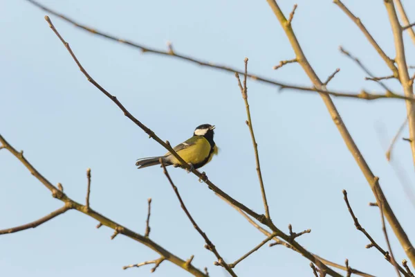 Gran Teta Una Rama Cerca Del Comedero Aves — Foto de Stock