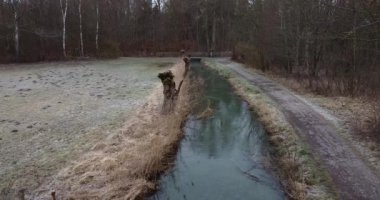 Küçük bir derenin üzerinden sabah uçuşu. Taze kesilmiş söğütler kıyıda. 