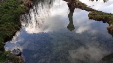 Küçük bir derenin üzerinden sabah uçuşu. Taze kesilmiş söğütler kıyıda. 