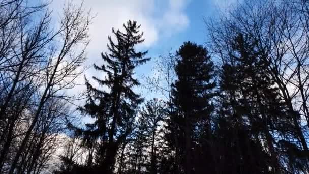 Los Árboles Mueven Una Tormenta Contra Cielo Azul Con Nubes — Vídeo de stock