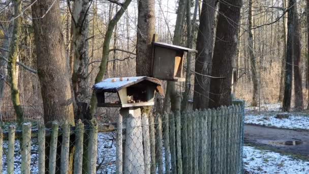 Bird Feeder Woods Fence Various Tits Squirrels — Wideo stockowe