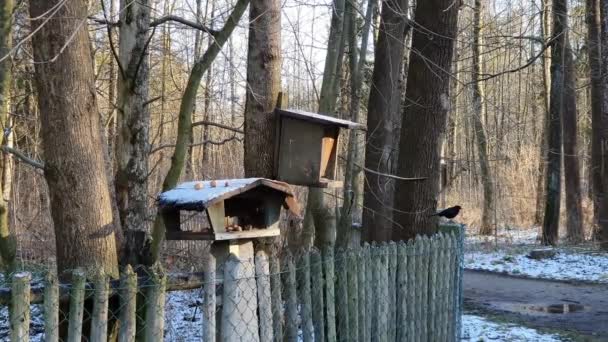 Bird Feeder Woods Fence Various Tits Squirrels — Video