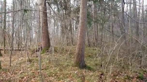 Bäume Bewegen Sich Sturm Vor Blauem Himmel Mit Wolken — Stockvideo