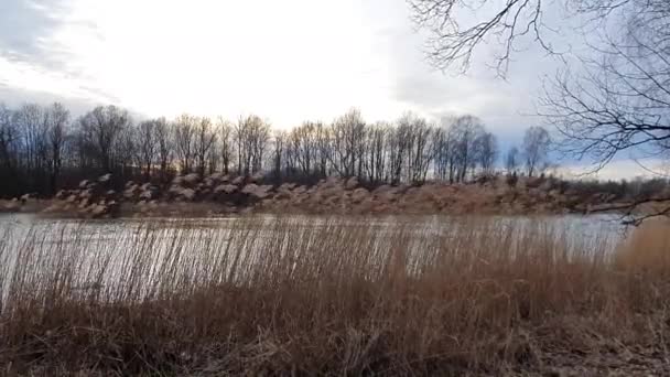 Schwarm Schwäne Treibt Auf Dem Fluss — Stockvideo