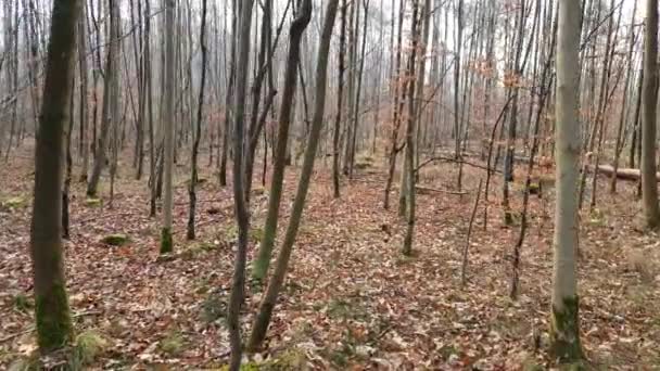 forêt dénudée à l'automne