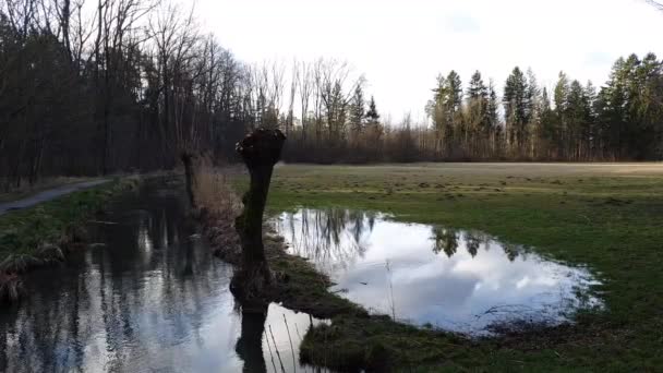 Vol matinal au-dessus d'un petit cours d'eau avec des saules fraîchement coupés sur la rive 