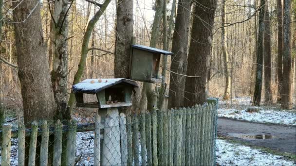 Bird Feeder Woods Fence Various Tits Squirrels — Stockvideo