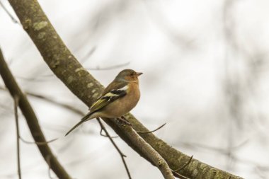 Chaffinch sonbahar ormanında bir dalda