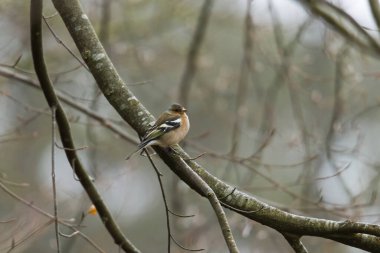 Chaffinch sonbahar ormanında bir dalda