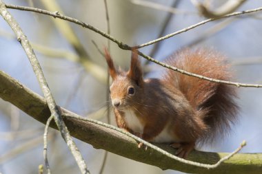 Avrupa kahverengi sincabı ormandaki bir dalda kışlık palto giyiyor.