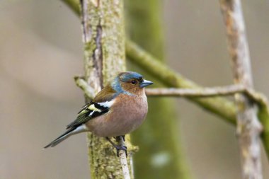 Chaffinch sonbahar ormanında bir dalda