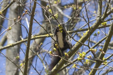 Avrupa kahverengi sincabı ormandaki bir dalda kışlık palto giyiyor.