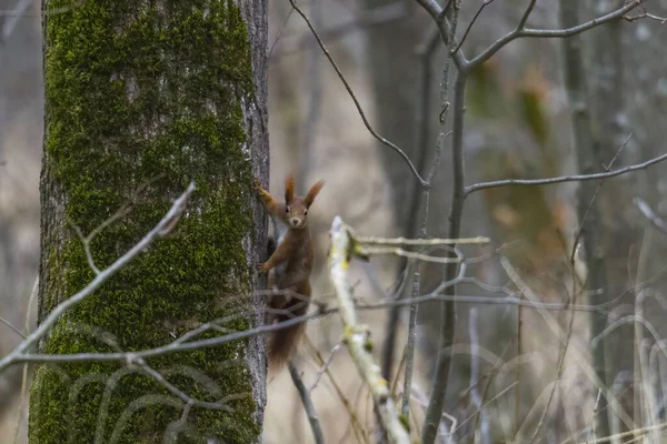 Écureuil Brun Europe Manteau Hiver Sur Une Branche Dans Forêt — Photo