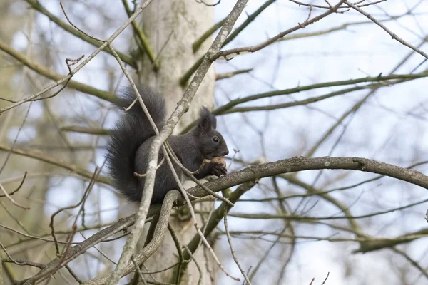 Braunhörnchen Wintermantel Auf Einem Ast Wald — Stockfoto