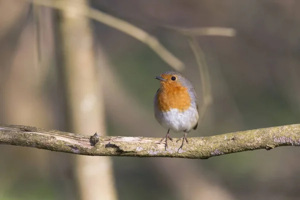 Robin Sits Branch — Stock Photo, Image