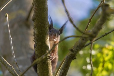 Avrupa kahverengi sincabı ormandaki bir dalda kışlık palto giyiyor.