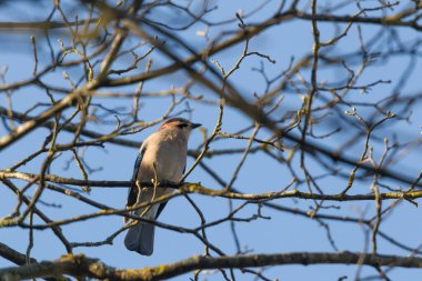 Mavi alakarga yosunlu dalda