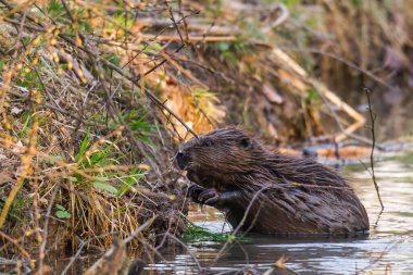 Nehrin kıyısında yiyecek arayan genç bir misk faresi. 