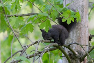 Avrupa kahverengi sincabı ormandaki bir dalda kışlık palto giyiyor.