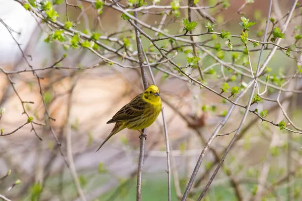 Yellowhammer Assis Dans Les Branches — Photo
