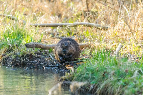 Mladá Krysa Březích Potoka Která Hledá Potravu — Stock fotografie