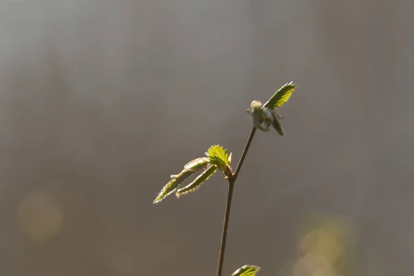 Hornbeam Bimbók Tavasszal — Stock Fotó