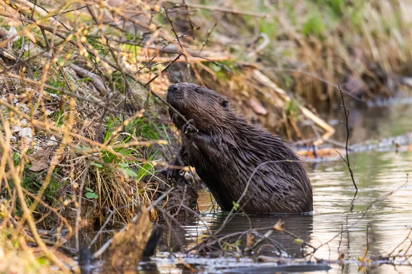 Mladá Krysa Březích Potoka Která Hledá Potravu — Stock fotografie